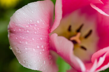 Fototapeta premium Pink tulip bud with delicately smooth petals and water droplets after rain or watering plants in spring garden view from above. Floristry, breeding bulb plants, bulbous flowers. Greeting bouquet.