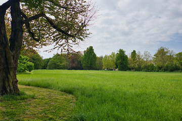 Gras, Halme, Wiese mit Baum und Wolkenhimmel, Park Palmengarten, Leipzig, Deutschland
