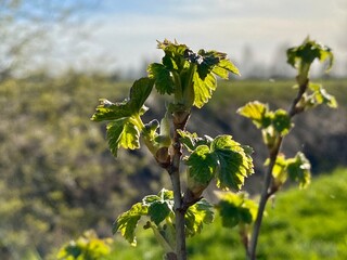 branch of a blossoming tree