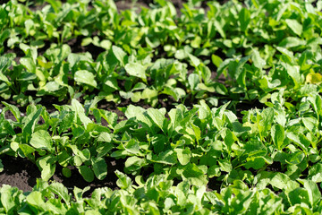 A bed of green seedlings sprouted in the ground concept of farming. 