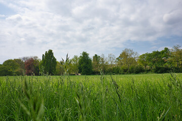 Obraz premium Froschperspektive auf saftig grüne Gräser und Halme einer Wiese unter bewölktem Himmel im Park Palmengarten, Naturidylle pur, Leipzig, Sachsen, Deutschland