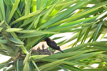 Mirlo dando de comer a sus crias en el nido