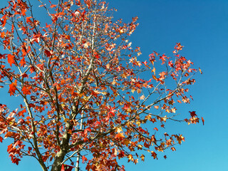 árbol en otoño con hojas caídas