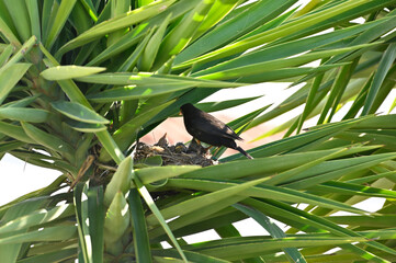 Mirlo dando de comer a sus crias en el nido