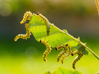 Many caterpillars, apple ermine, on one leaf of hazel, hanging curved. Apple moth caterpillars are yellow with a black head and black spots hanging from the leaf, macro. Shallow depth of field.