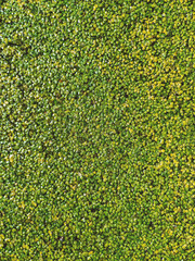 Duckweed green tiny aquatic leaves natural texture background