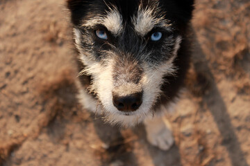 Fototapeta Pies o niebieskich oczach obraz