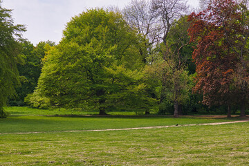 Hundewiese, Wiese mit Baum, im Park Palmengarten, Leipzig, Deutschland