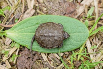 one small brown baby turtle sits on a green leaf of a plant among the grass in nature