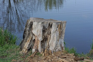 one large gray dry stump of a poplar tree on the shore in green grass near the water of the lake