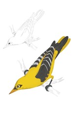 yellow bird oriole sitting on a branch