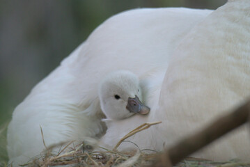 Bébé cygne tuberculé (Cygnus olor) venant de naître dans l'aile de son parent - Bas Rhin -France