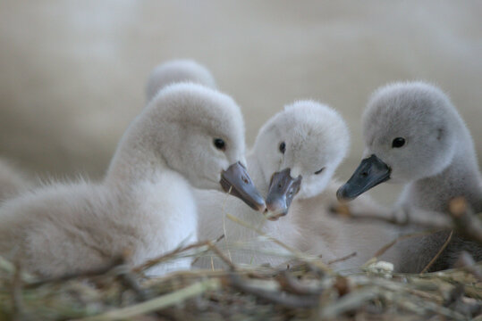 B&eacute;b&eacute;s cygnes tubercul&eacute;s (Cygnus olor) &acirc;g&eacute;s de quelques jours dans leur nid - Bas Rhin -France