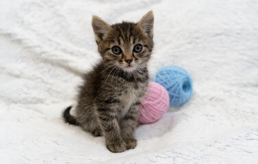 beautiful kitten with balls of wool. cute striped kitten on a light background