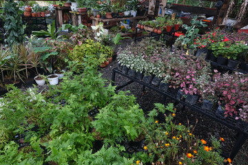 Various types of ornamental plants in the garden