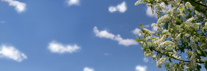 white flowers against the sky. bird cherry blossom banner. banner sky and flowering branches