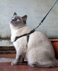 Grey cat in harness sitting on the balcony. Scottish straight ear cat on a leash.