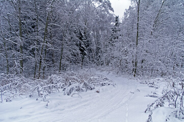Ski-track  in the winter forest.