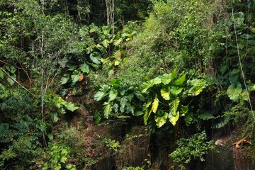 Obraz premium Rainforest background in Guadeloupe