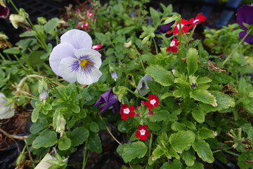 Various types of ornamental plants in the garden