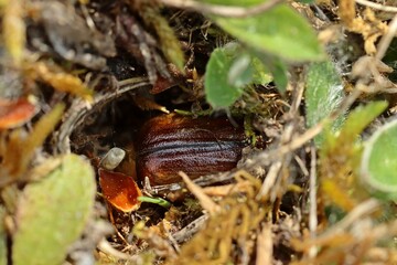 Gelbbrauner Brachkäfer (Rhizotrogus aestivus) bei der Eiablage