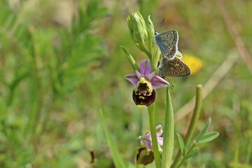 Paarung des Hauhechel-Bläulings (Polyommatus icarus) auf Hummel-Ragwurz (Ophrys holoserica)