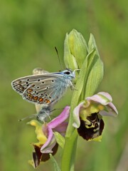 Paarung des Hauhechel-Bläulings (Polyommatus icarus) auf Hummel-Ragwurz (Ophrys holoserica)