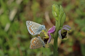 Paarung des Hauhechel-Bläulings (Polyommatus icarus) auf Hummel-Ragwurz (Ophrys holoserica)