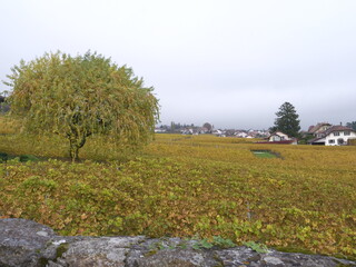 Fototapeta premium The vineyards in autumn in Switzerland. A landscape view from Vinzel.