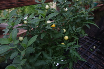 Various types of ornamental plants in the garden
