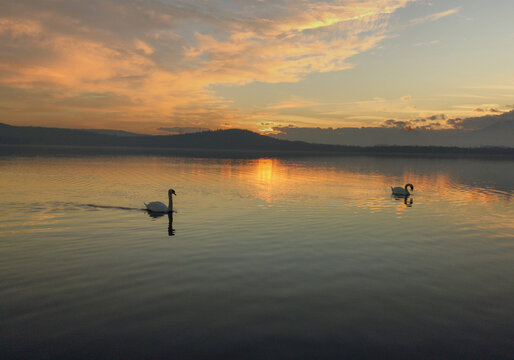 Swans Over Lake At Sunrise. Calm, warm and Romance. Viverone lake, Biella