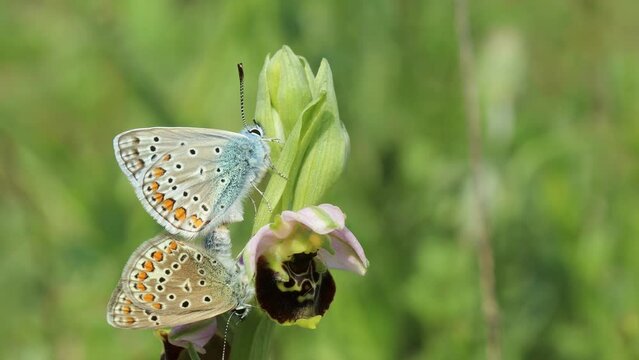 Paarung des Hauhechel-Bl&auml;ulings (Polyommatus icarus) auf Hummel-Ragwurz (Ophrys holoserica)