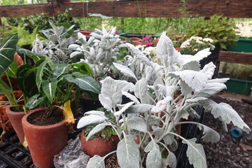 Various types of ornamental plants in the garden