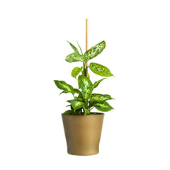 A pot with a home plant on a white isolated background. Decorations for the house or room. Diffenbachia or blunt reed in a pot.