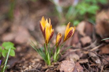 a group of the first spring flowers in the forest, wide-open flower beads on a brown ground without grass, saffron crocuses growing on the ground on an early spring sunny day