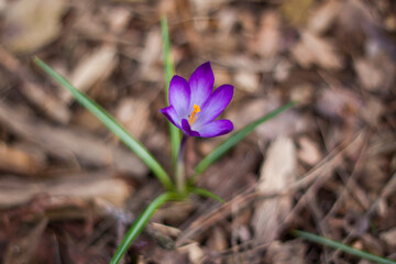 Primroses crocuses in spring in a clearing in the forest. Spring is reborn in the forest. Dry leaves give way to the first flowers,