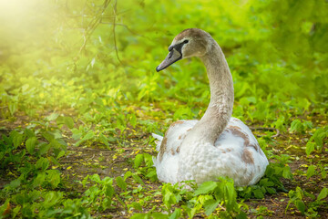 Obraz premium A white swan in close-up lies on the green grass, stretching its head against the background of bright sunlight on a blurry background. Domestic birds live on the territory of park lakes and ponds.