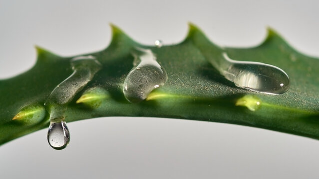 Aloe leaf with dripping drops