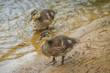 Small brown ducklings on a blurry background close-up. Feeding the birds surrounding the city parks. Breeding of chicks in reservoirs. The offspring hatched. A brood of ducks near the house.