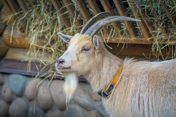 White horned goat eats hay from a special feeder in the barnyard. Farm animals, beneficial and environmentally friendly products. Rustic dairy products made from high quality natural materials.