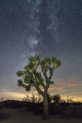 Fototapeta na wymiar Joshua Tree Under The Milky Way