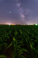 Corn Stalks Under The Milky Way