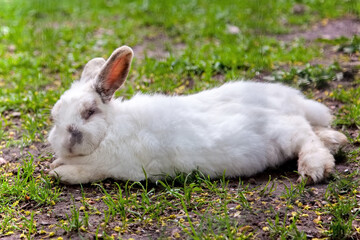 A large white rabbit is lying on the grass in close-up. A funny hare looks right at us on a green background. A pet rodent walks and frolics in the fresh air in the park. Big earwigs