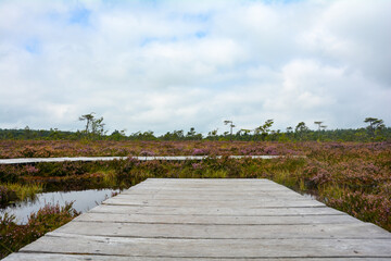 Wooden footbridge and boardwalk in the  bog, with bog eye and heather