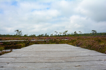 Fototapeta premium Wooden footbridge and boardwalk in a bog, with bog eye and heather