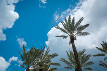 Palm Trees - Miami, Florida