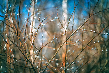 A budding willow in close-up on a blurry background. A spring tree on the background of a beautiful bokeh. March plants bloom in the parks and forests of the city. Palm Sunday is an Orthodox holiday.