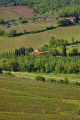 Chianti, vigneti e cipressi. Panorami delle colline Toscane. Italia