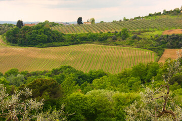 Fototapeta na wymiar Chianti, vigneti e cipressi. Panorami delle colline Toscane. Italia
