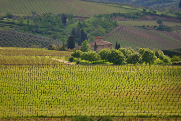 Fototapeta na wymiar Chianti, vigneti e cipressi. Panorami delle colline Toscane. Italia